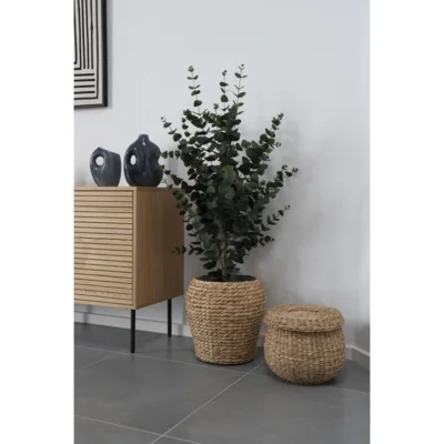 Eukalyptus Træ
