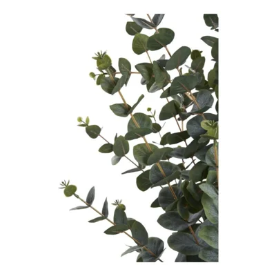 Eukalyptus Træ