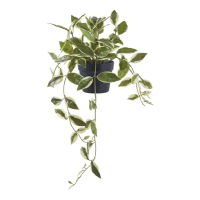 Voksblomst, kunstig grøn plante