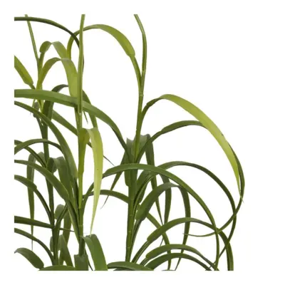 Græs, grøn plante