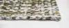 Cactus Seed 8893