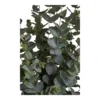 Eukalyptus Træ