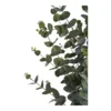 Eukalyptus Træ