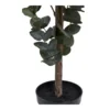 Eukalyptus Træ