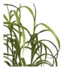 Græs, grøn plante
