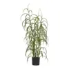 Græs, grøn plante